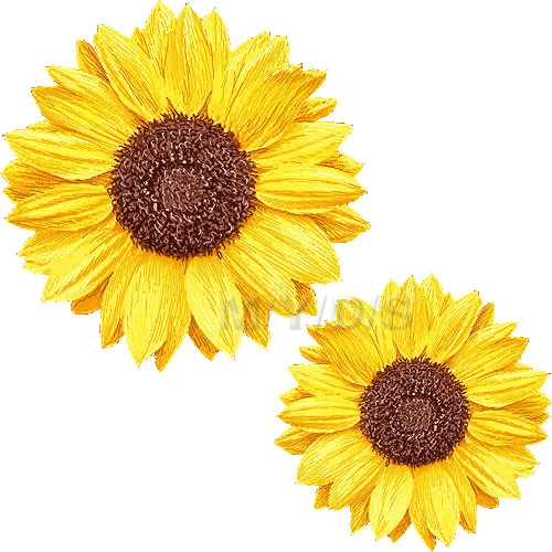 sunflower clip art - Clip Art Library