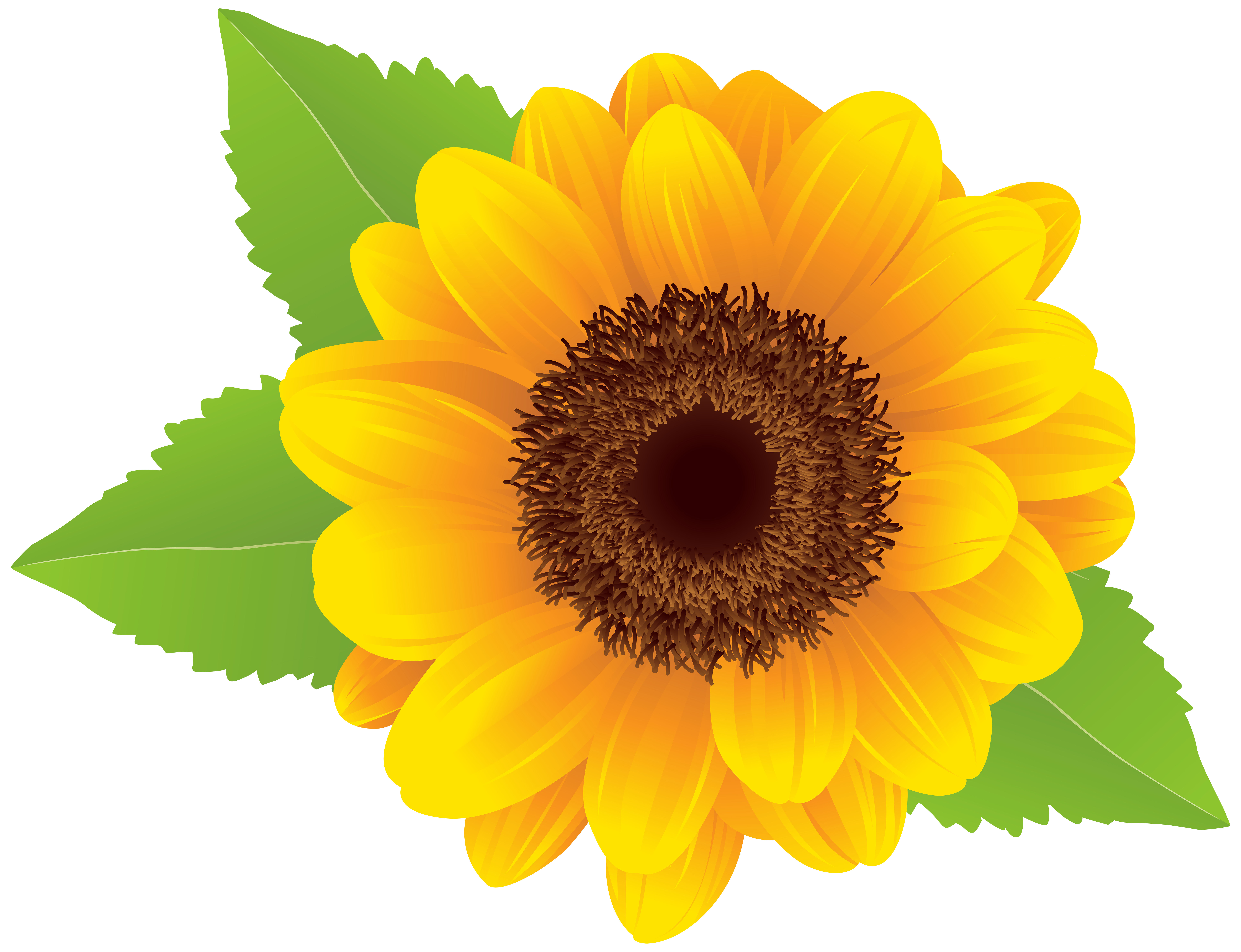 Sunflower clipart no background - Clip Art Library