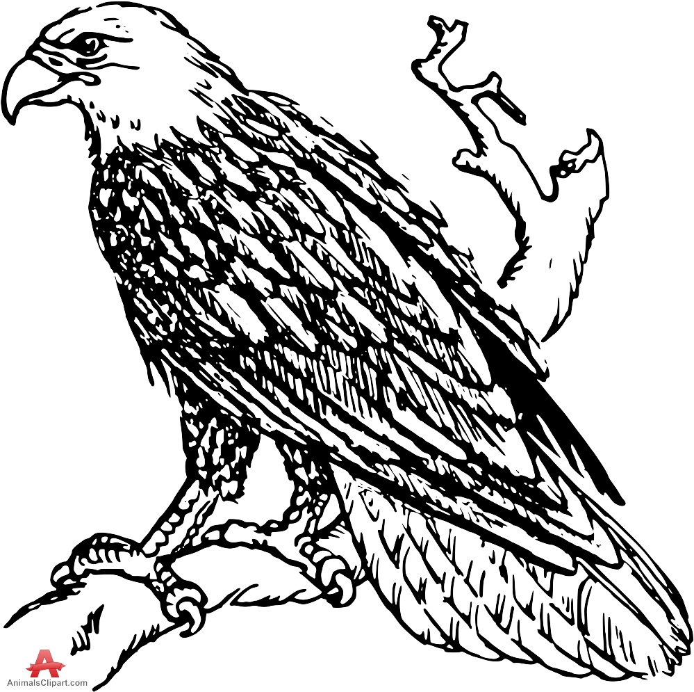 Outline Eagle Drawing Clipart 
