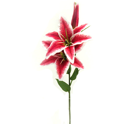 Stargazer Lily Cliparts