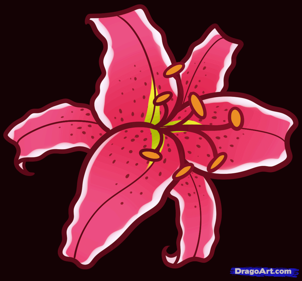 draw a stargazer lily - Clip Art Library