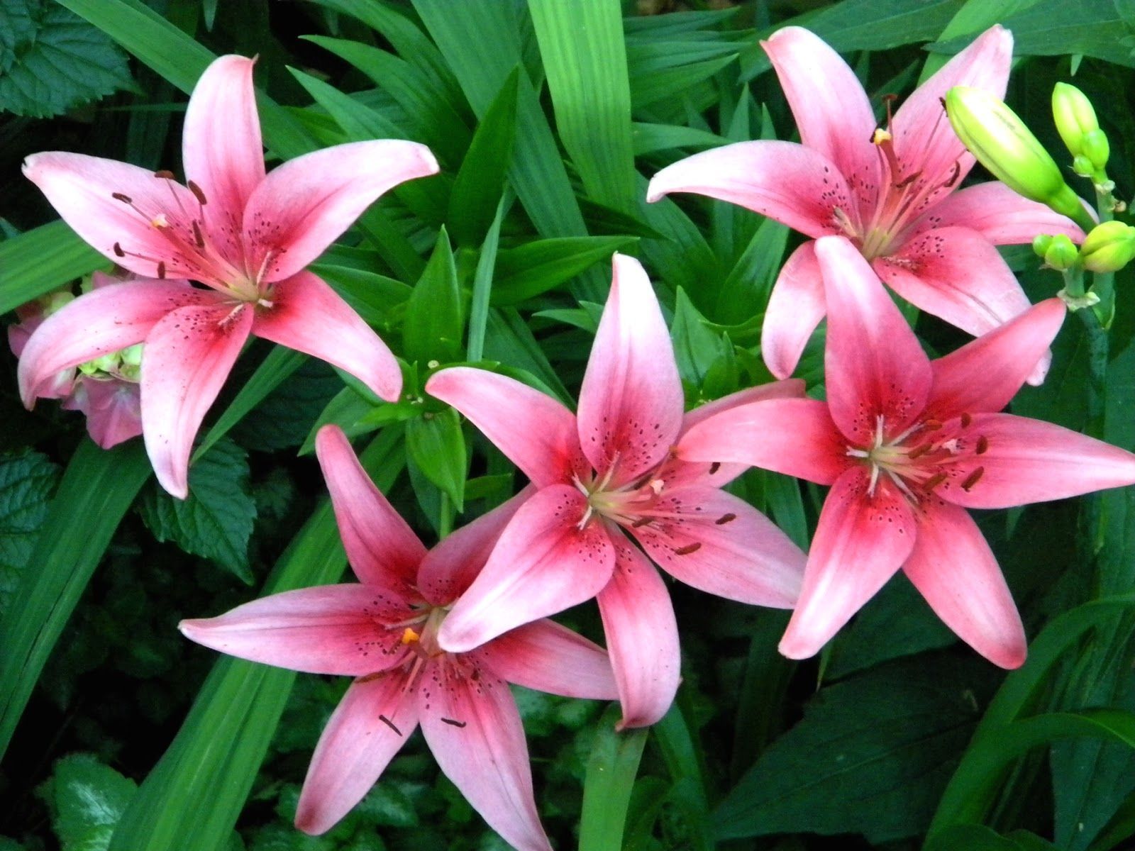 Stargazer Lily Cliparts