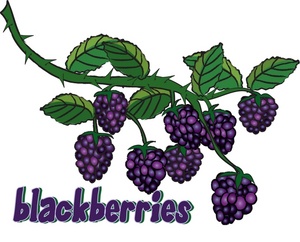 Free Blackberry Cliparts