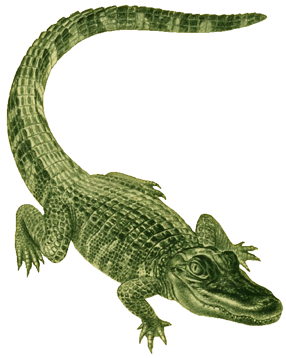 Baby Alligator Clipart