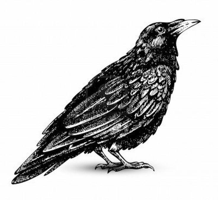 Black Raven Cliparts