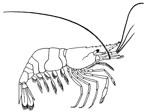 Free Black and White Shrimp Clipart, 1 page of Public Domain Clip Art