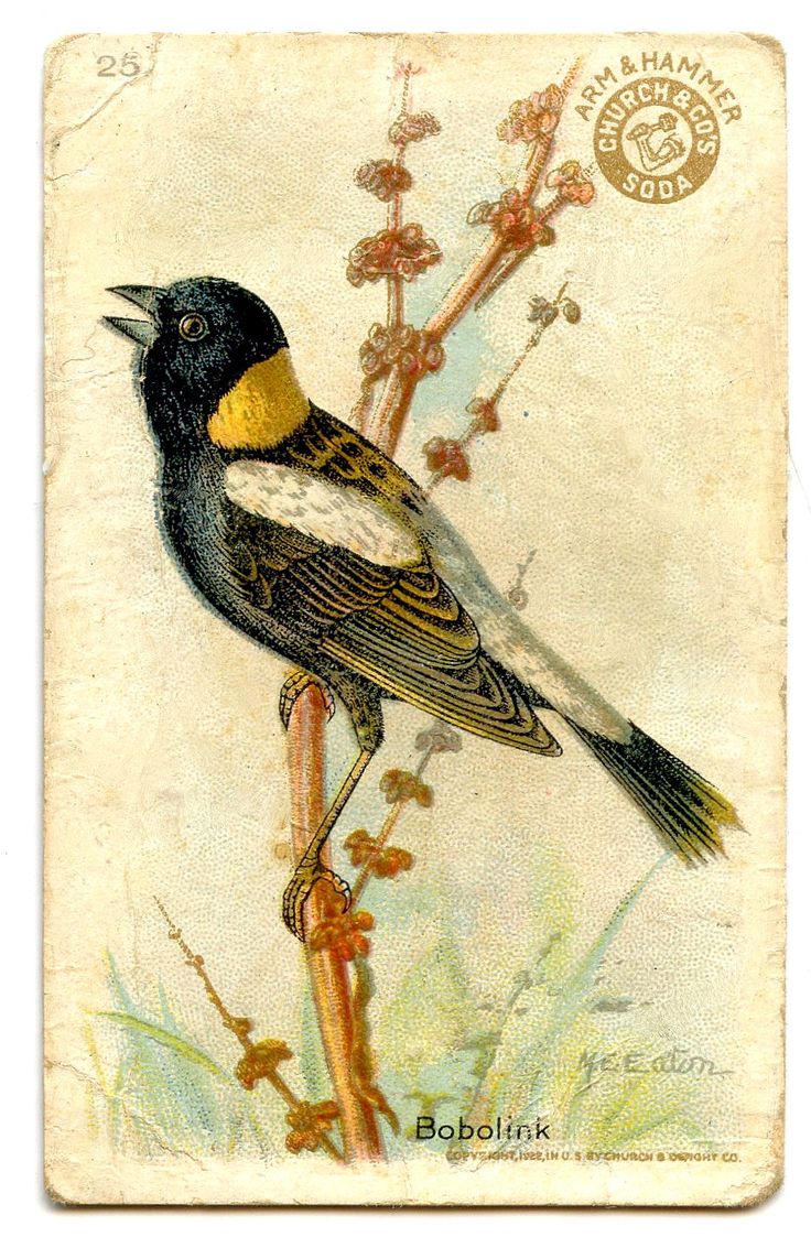 Woodland Bird Cliparts