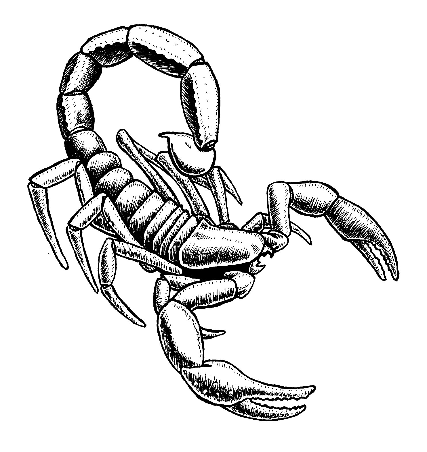 Draw Scorpion