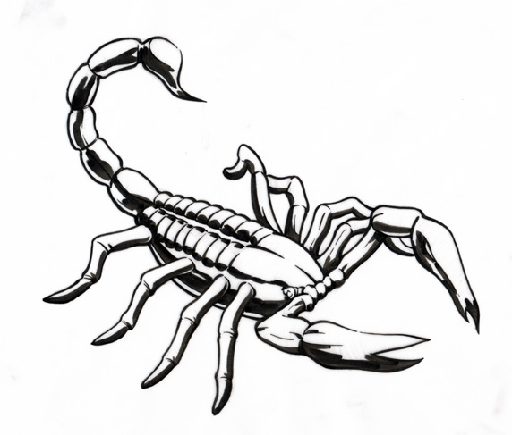 Watch Clip: Time Lapse 3D Drawing: Emperor Scorpion | Prime Video
