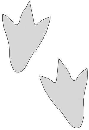 Dinosaur feet clipart