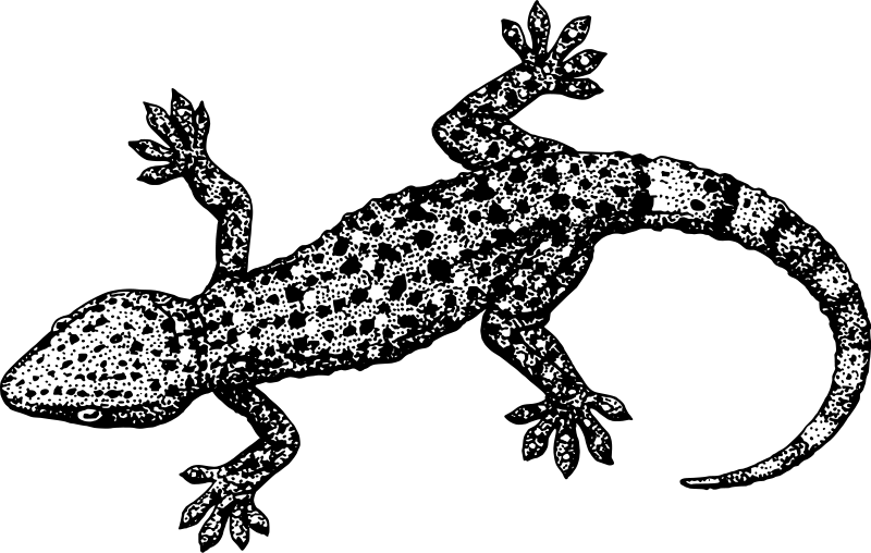 Lizard Clipart