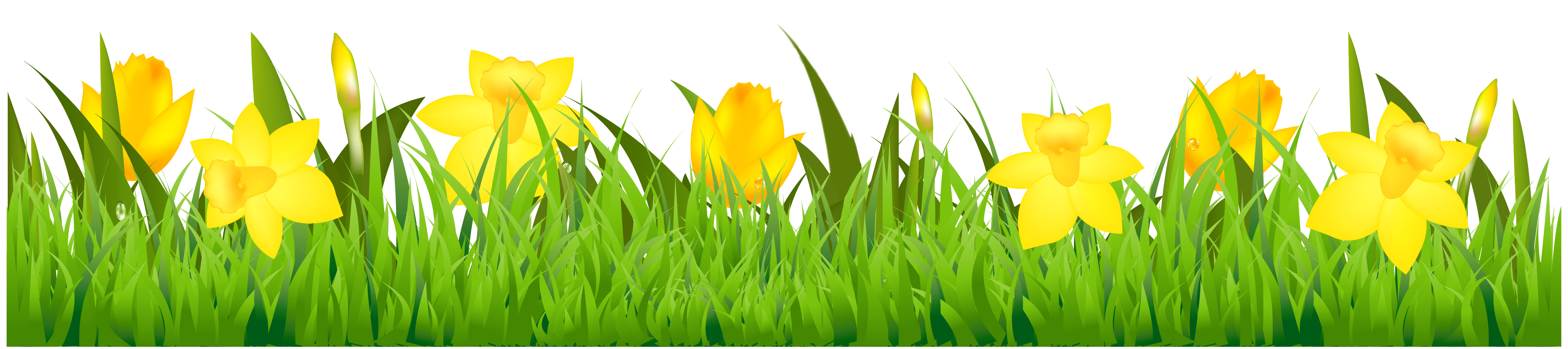 Daffodil Border Clip Art