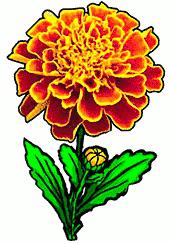 Marigolds Cliparts