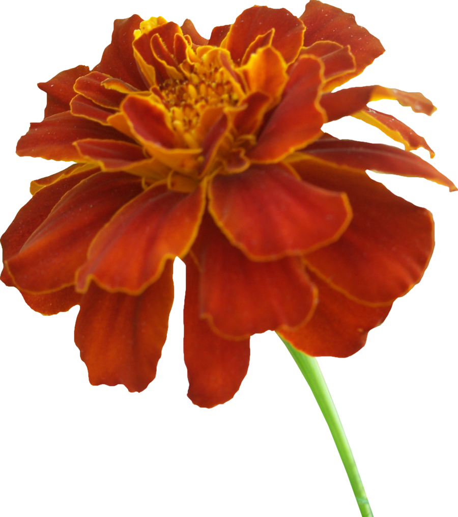 Marigolds Cliparts