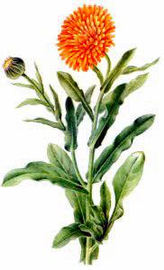 Marigolds Cliparts