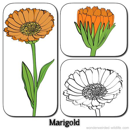 Marigold Flower Pictures,Calendula Flower Pictures,our 100