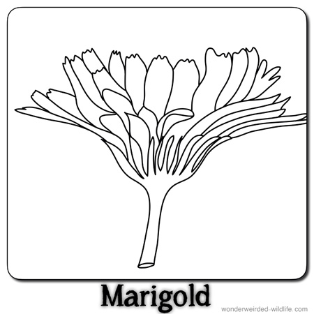 Marigolds Cliparts