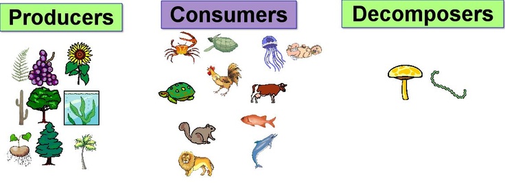 Food Chain Producers Clip Art Library