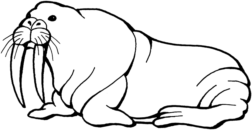 Seal Animal Clipart Black And White. Snowjet.co