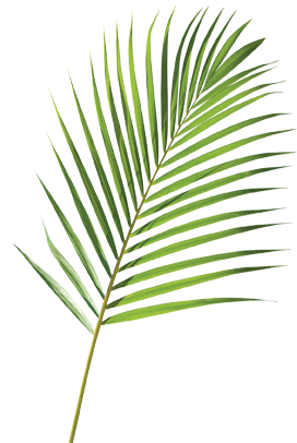 Free Palm Branch Cliparts, Download Free Palm Branch Cliparts png ...