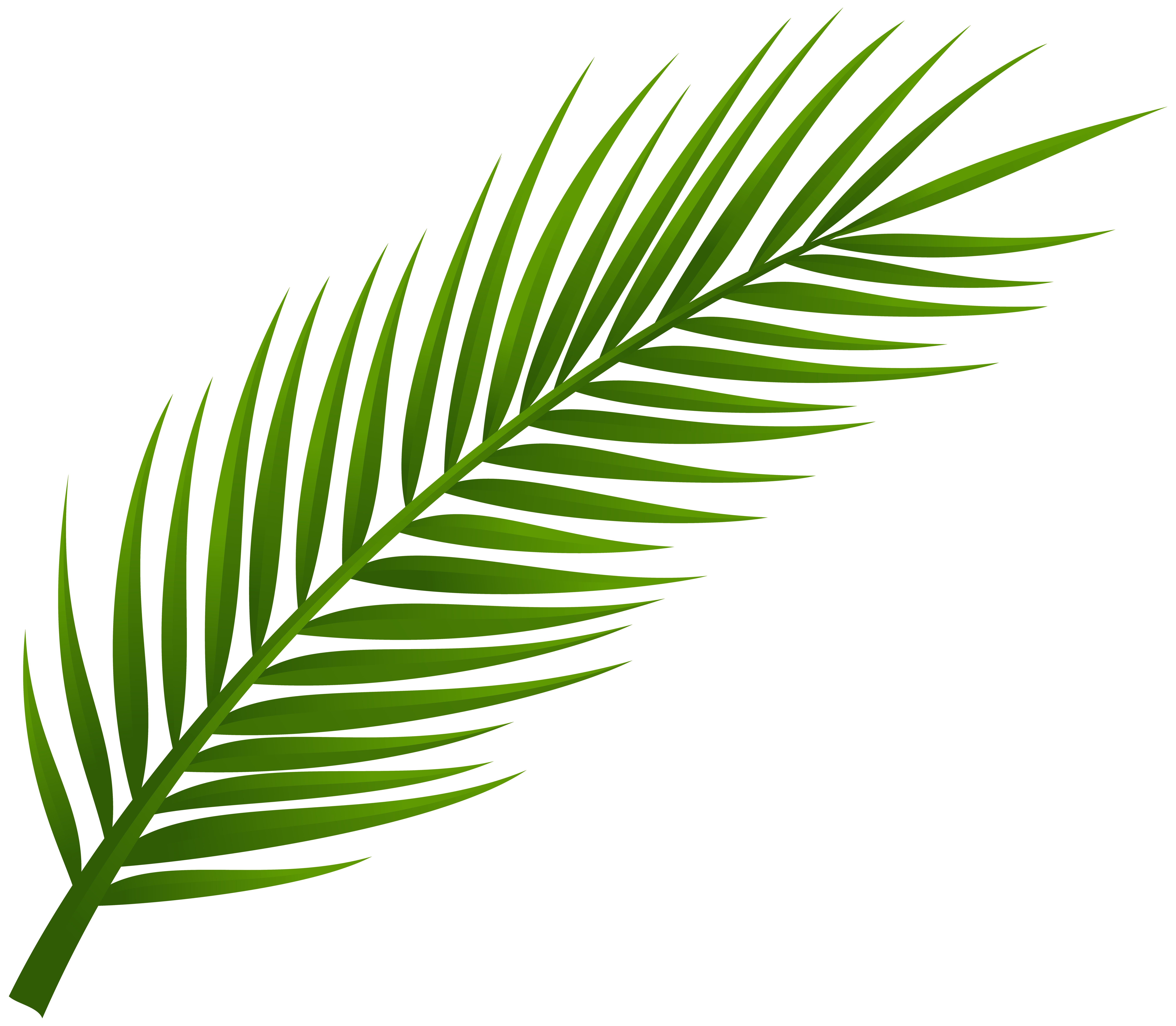 Palm tree leaves clipart