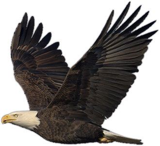 Badass Eagle Cliparts