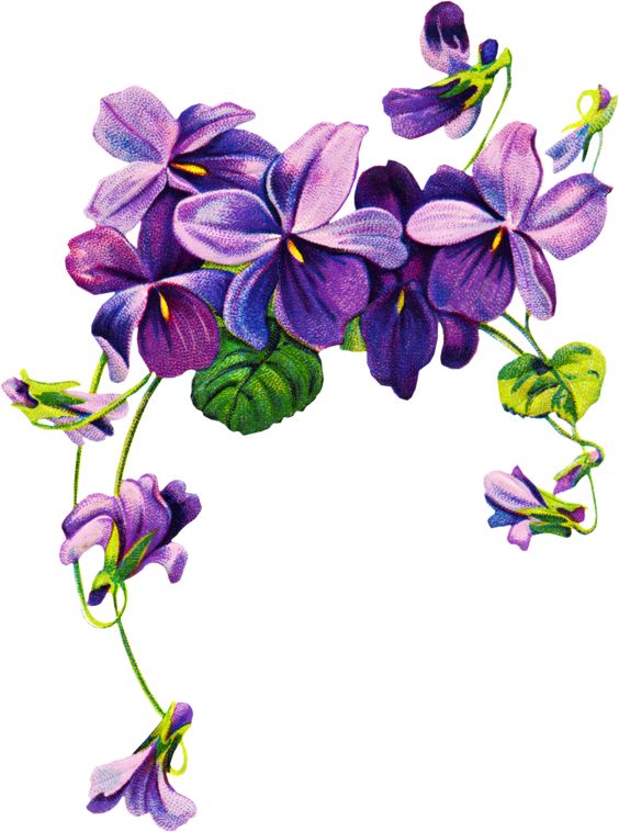 african violets border clip art