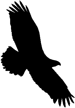 Black And White Eagle