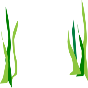 Seaweed Clip Art