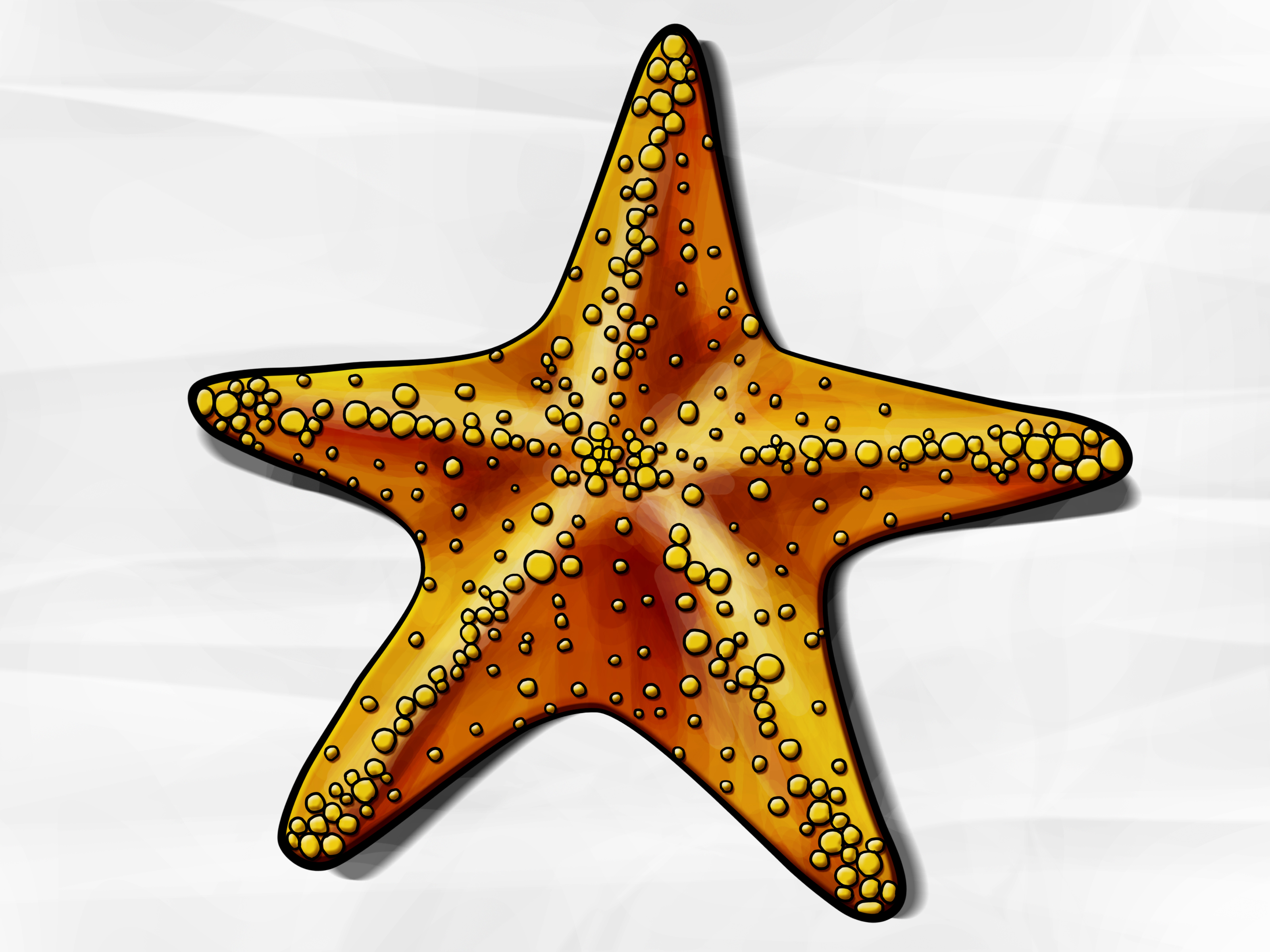 Starfish Pencil Drawing