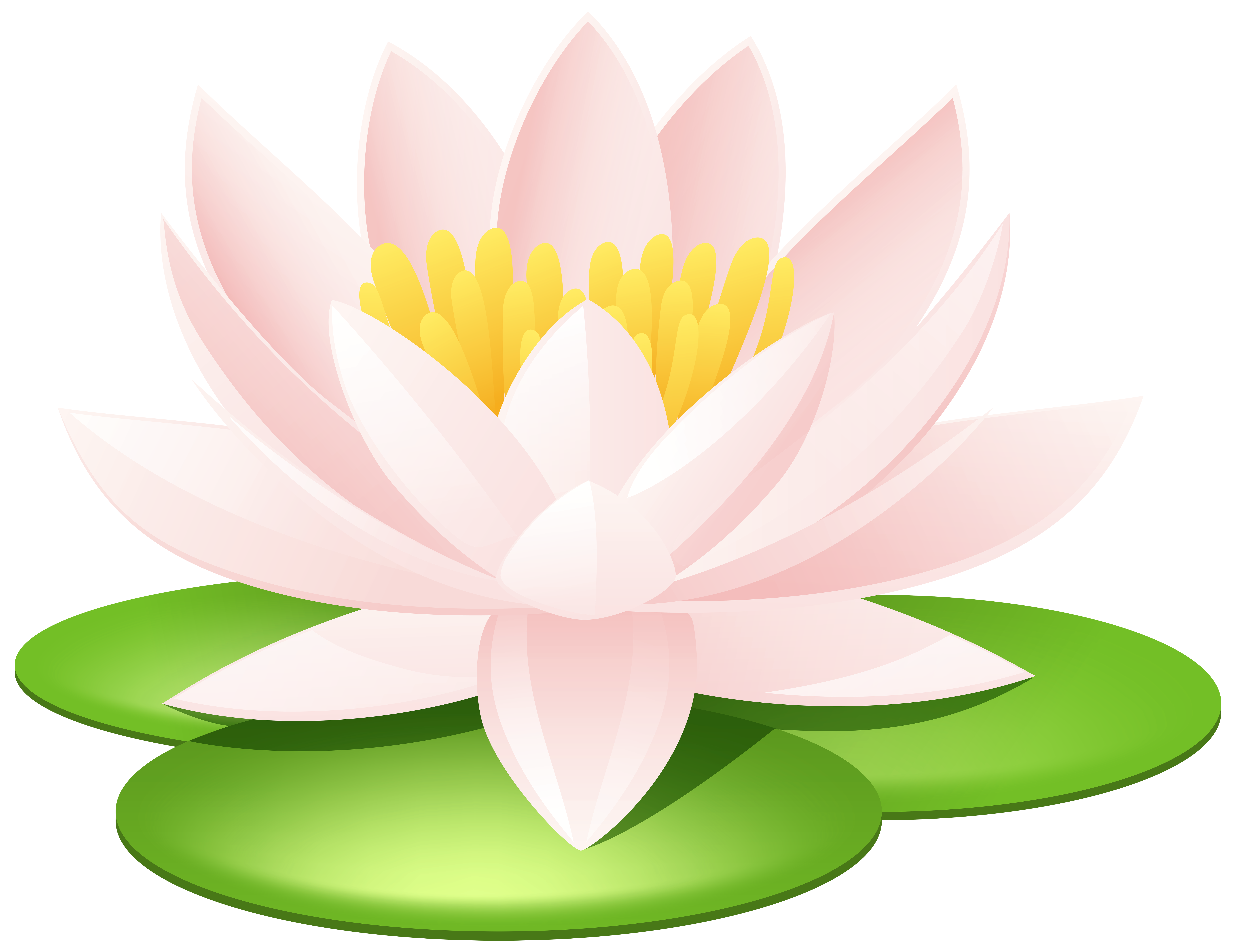 Water Lily Transparent PNG Image