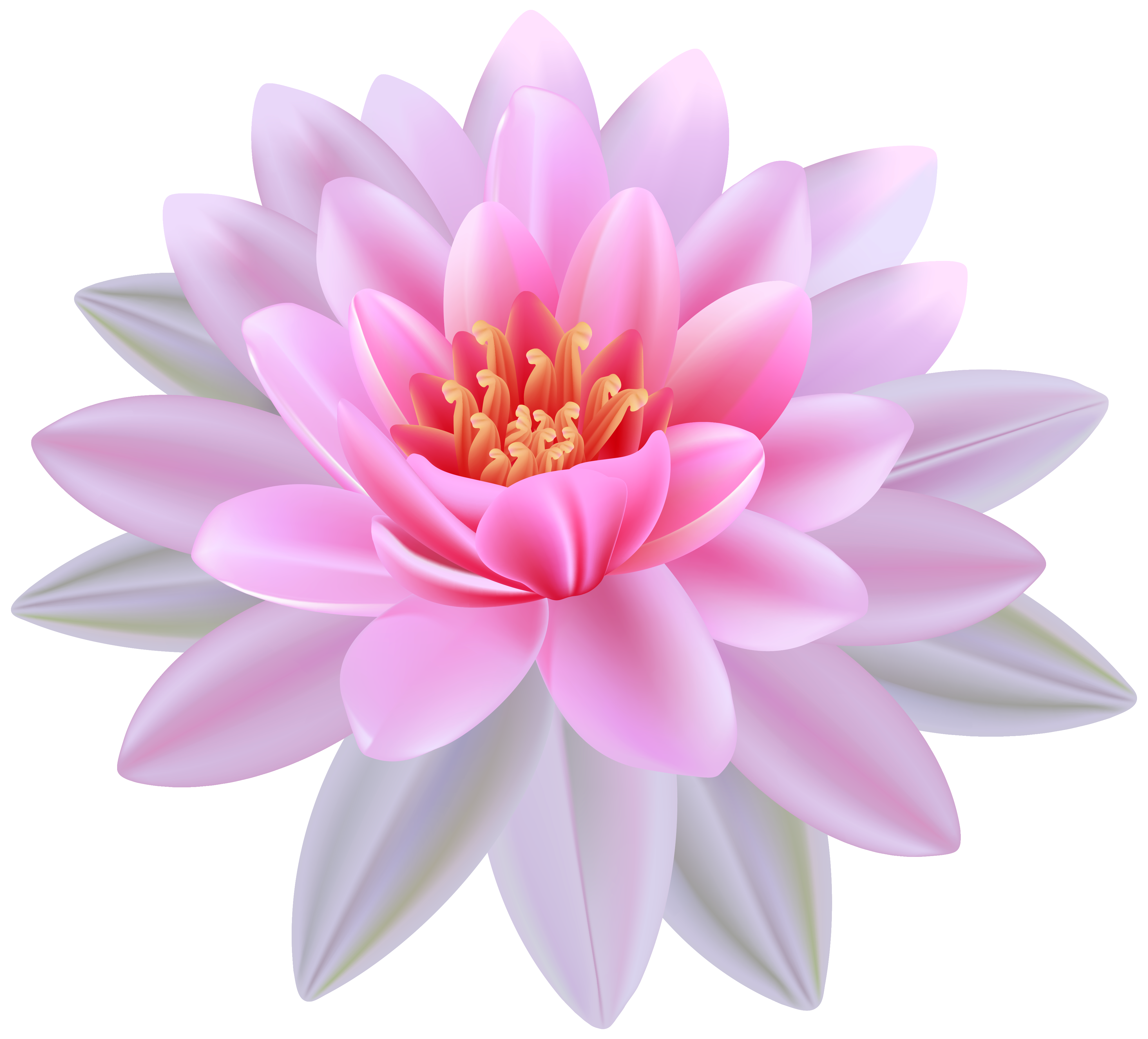 Pink Water Lily PNG Clipart Image