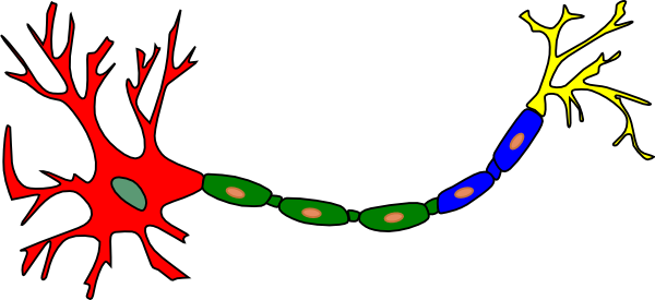 Free Neuron Cliparts, Download Free Neuron Cliparts png images, Free