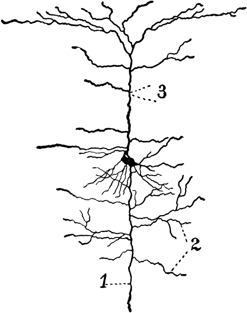 Neuron Cliparts