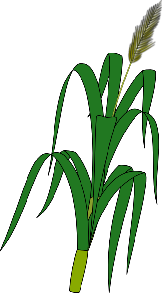 Corn Plant Clip Art