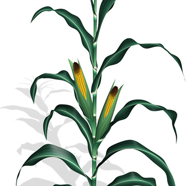 Maize plant clipart