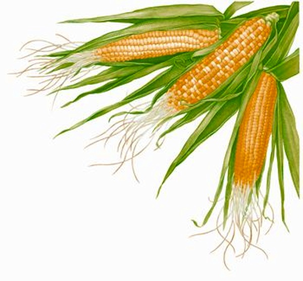 Corn Plant Growing Clipart