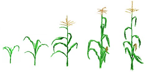 Corn plant clipart for kids