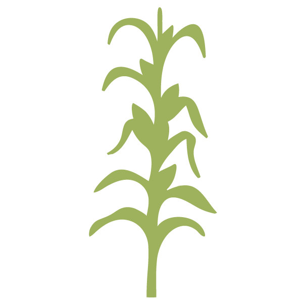 Corn stalk clip art