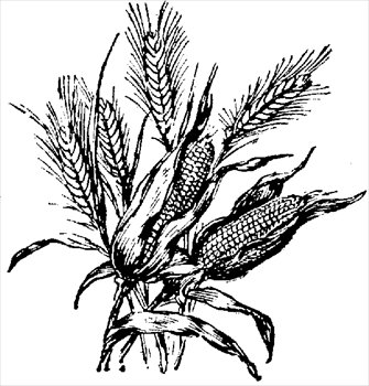 drawing of a maize plant - Clip Art Library