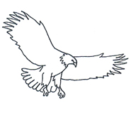 Easy Flying Eagle Drawing