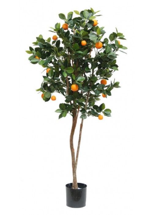 Bush orange tree clipart