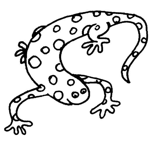 Salamander Clip Art Free