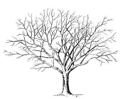 Winter Tree Clipart Black And White 