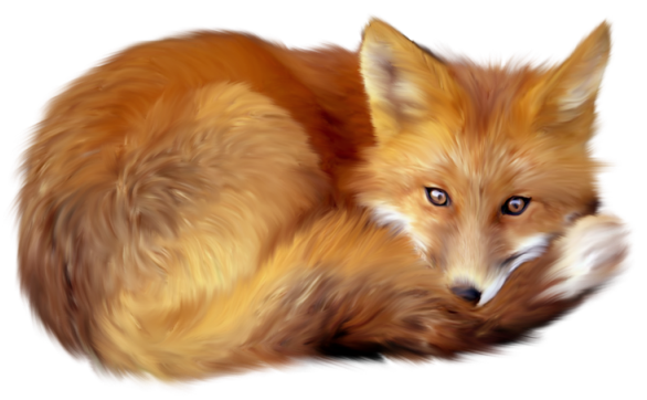 Fox clipart png