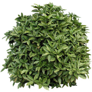 25+ Trees And Shrubs Clip Art