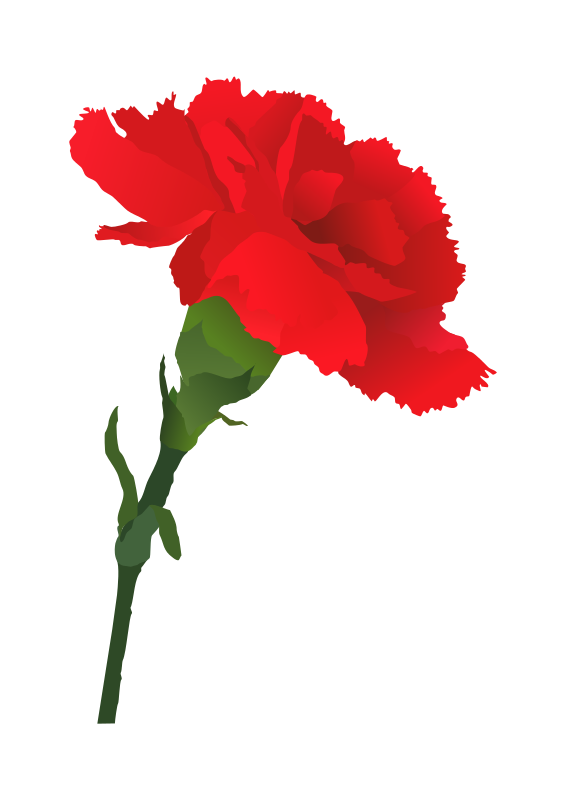 Carnation Flowers Clipart