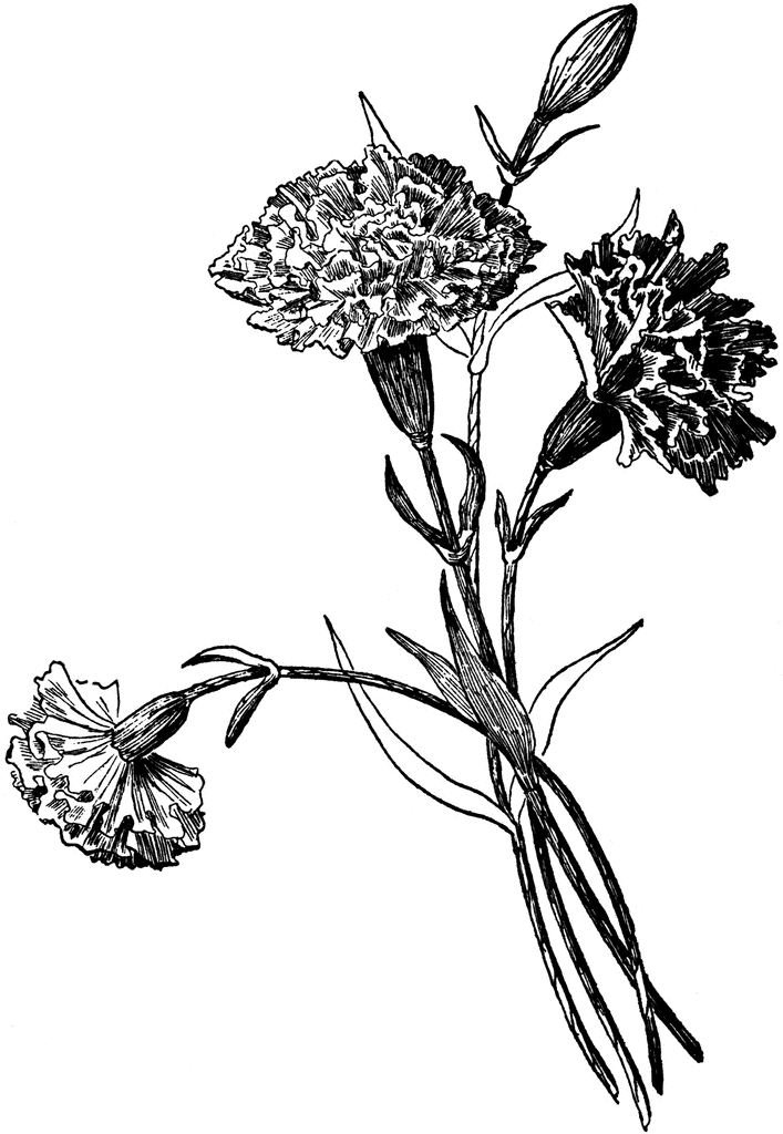Carnation Flowers Clipart