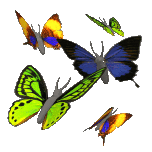Animated Gifs Free Butterflies In Flight Butterflys Pinterest