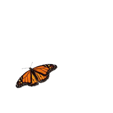 Flying Butterfly Gif